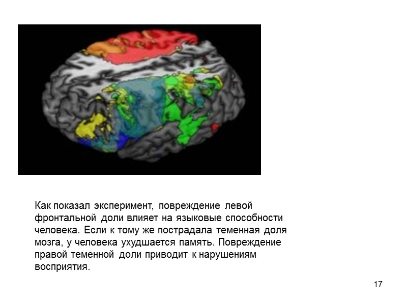 17 Как показал эксперимент, повреждение левой фронтальной доли влияет на языковые способности человека. Если